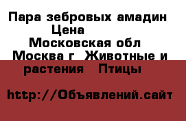 Пара зебровых амадин › Цена ­ 1 000 - Московская обл., Москва г. Животные и растения » Птицы   